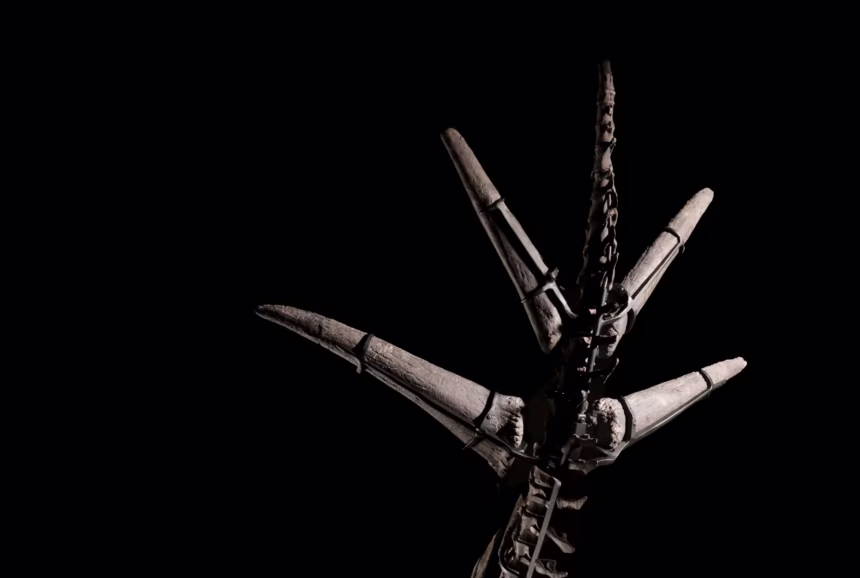 Auktion av skelett från Stegosaurus