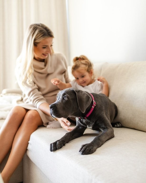 Hund i Linea Mare Hotel