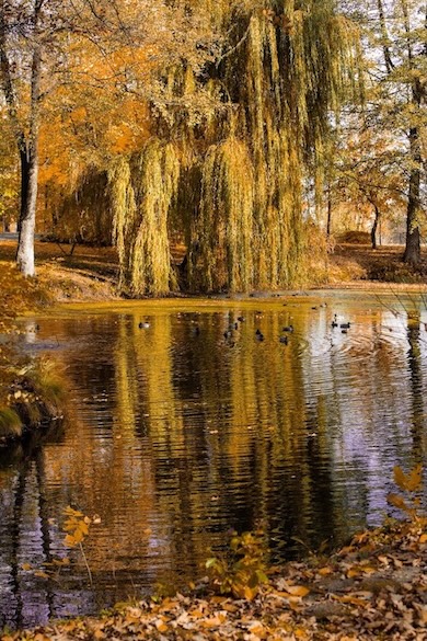 F&aring;glar i Manor House Spa-parken