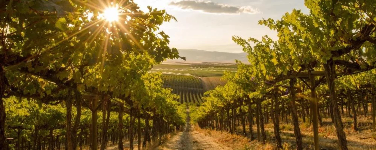 Ving&aring;rd i Polen