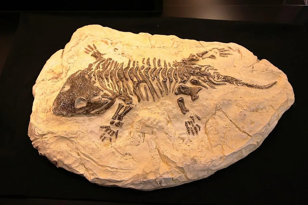 Fossiler