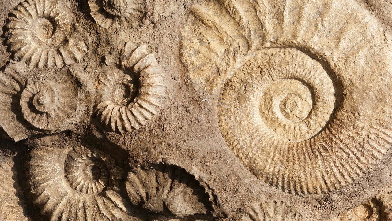 Sällsynta Fossiler